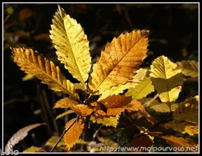 Que trouverez-vous, à l'automne, sous cet arbre ?