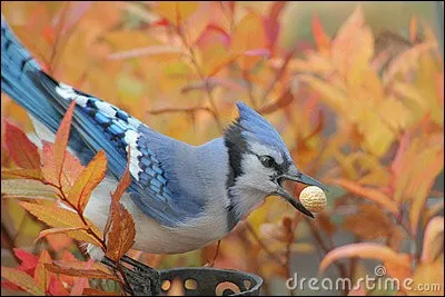 Quel est cet oiseau qui stocke sa nourriture à l'automne ?