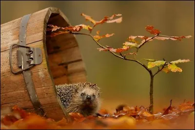 Qui chantait " Restera-t-il encore quelque chose de nous lorsque les feuilles d''automne recouvriront l'été rassemblant tous les hommes devant leurs cheminées" ?