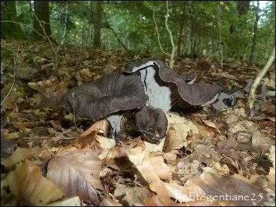 Que sont ces champignons d'automne ?