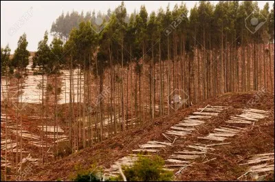 Ecologie : On s'est rendu compte que si on continuait à perdre des arbres ...
