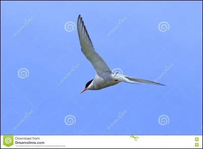 Un oiseau migrateur ...