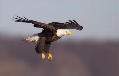 Grâce à la structure de son il, un aigle est capable ...