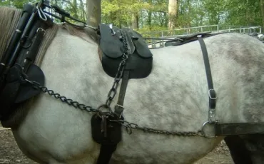 Quiz Galop 3
