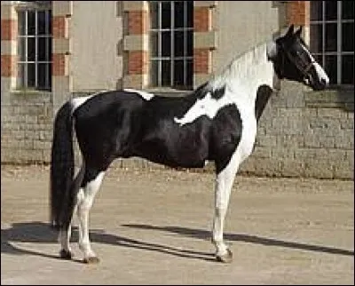 Quelle est la robe de ce cheval ?