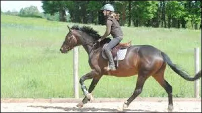 Quelles sont les trois allures principales du cheval ?