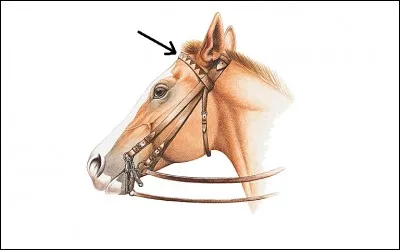 Quelle est cette partie du filet ?