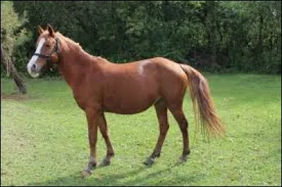 Où mesure-t-on un cheval ou un poney ?