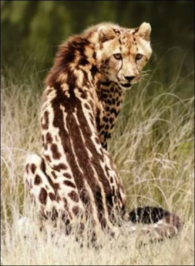 Combien y a-t-il de sous-espèces de guépards ?