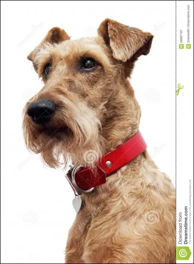 Quelle est cette race ?