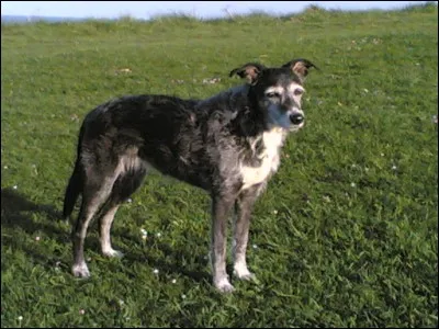 Quelle est la race de ce chien ?