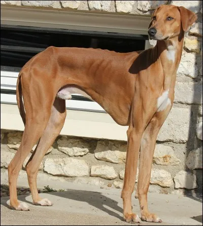 Ce chien appartient à quelle race ?