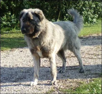 Quelle est cette race ?