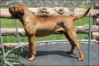 Dernière question ! Quelle est cette race de chien ?