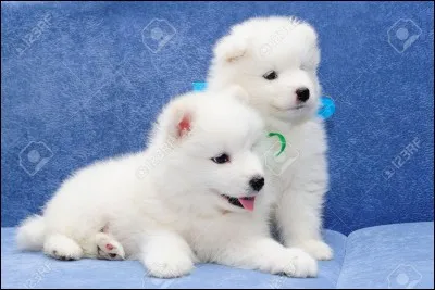 À quelle race appartiennent ces chiots ?