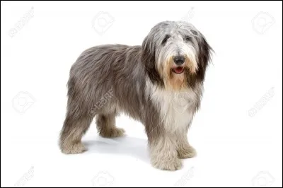 Quelle est cette race ?