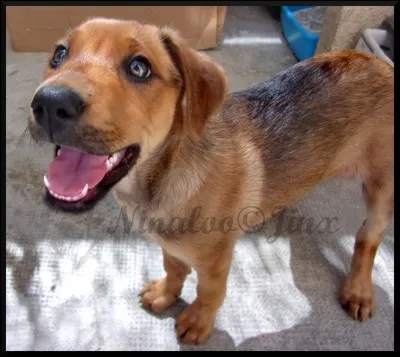 Sais-tu à quelle race appartient ce chien ?