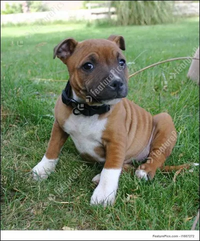 Crois-tu connaître la race de ce chiot ?