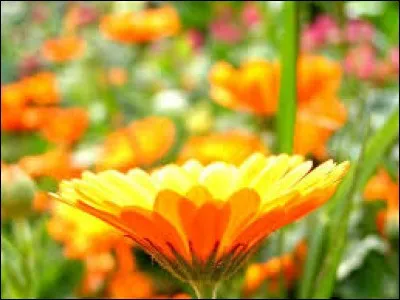 Film américain réalisé par Michael Bay.