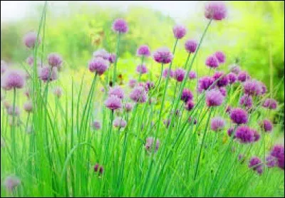 Personnage dans les "Simpson" qui est tombé amoureux de Marge.