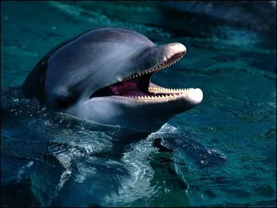 Les dauphins sont...