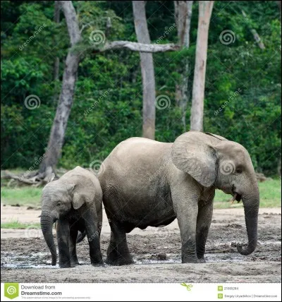Il peut nous venir d'Afrique mais aussi d'Asie, on dit de lui, qu'il a une peur des souris. Et surtout, ne vous "trompez" pas !