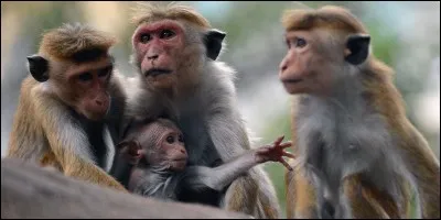 À votre avis, comment dit-on "singe" en italien ?