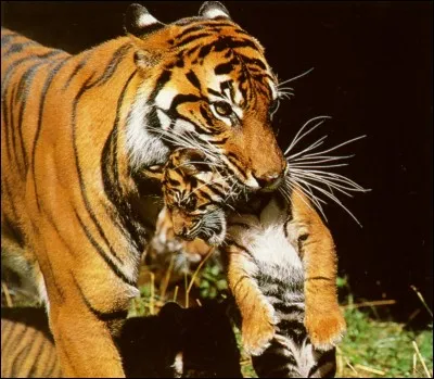 Comment ce félin se dit-il en italien ?