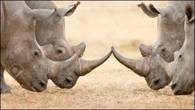 Il est actuellement menacé de disparition.