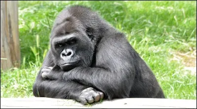 Jeffcoop - L'ADN des gorilles est de 98 % à 99 % identique à celui des humains. Vrai ou faux ?