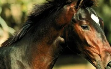 Quiz Galop 2