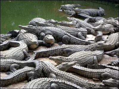 Je suis la capitale d'un pays-île et je me situe en son centre. À mon sud, la déforestation intensive et illégale est monnaie courante. Mes principaux monuments sont : Ambohimanga, Rova Le Palais de la Reine ou encore Croc Farm, etc. Le point culminant de mon pays s'appelle Maromokotro et il culmine à 2 876 mètres. Je suis...