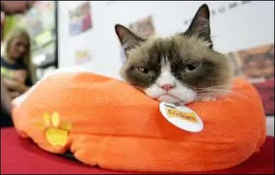 En 2006, eh oh, on s'endort dans le monde, à part peut-être l'équipe de France de football qui perd en finale du mondial de football face à l'Italie ! Cette année-là sort le film...