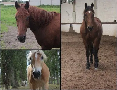 Quels sont ces trois chevaux ?