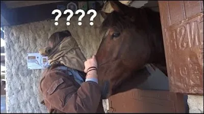 Quel est ce cheval ?