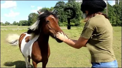 Quel est ce poney ?