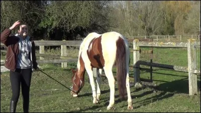 Quel est ce cheval ?