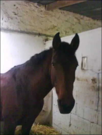Quel est ce cheval ?