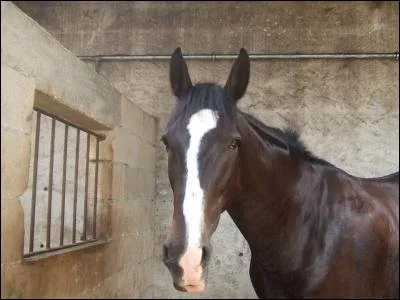Quel est ce cheval ?