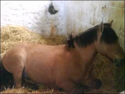 Quel est ce cheval ?