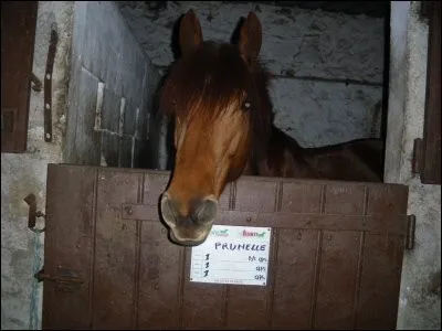 Quel est ce cheval ?