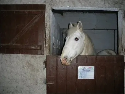Quel est ce cheval ?