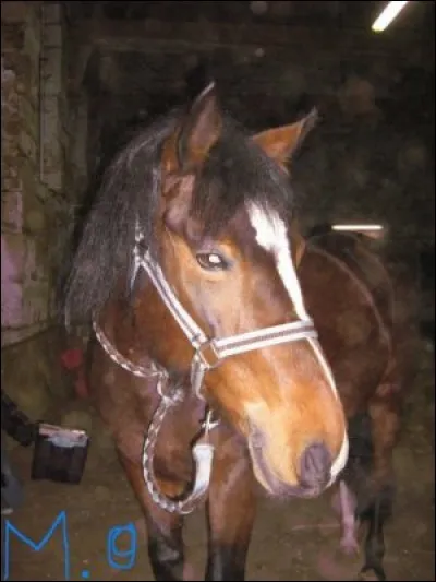 Quel est ce cheval ?
