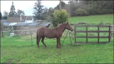 Quel est ce cheval ?