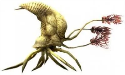 Comment s'appelle ce Parasite ?