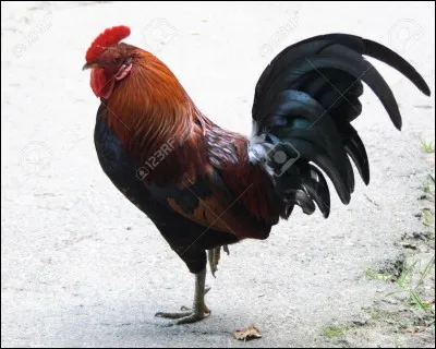 Passons au coq, symbole de la France, comment le dîtes-vous en italien ?