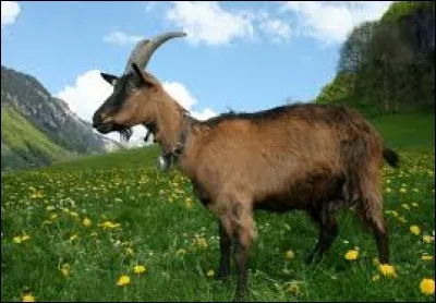 "La capra" signifie :