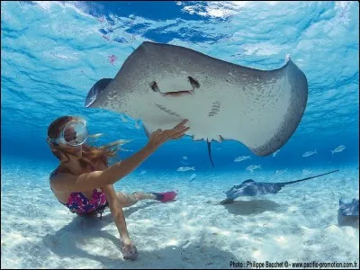 Je ne parle pas de l'arrêt de bus, je veux savoir comment dit-on "La raie" en italien ? Aidez-moi !