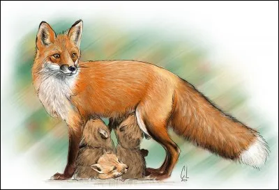 Rusé comme un "renard".