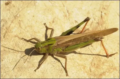 Essayez de cocher le mot italien signifiant "Criquet" !